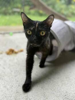 Rescue Domestic Short Hair Cats for Adoption in Batavia, Ohio - Robin | PetCurious
