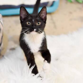 Cricket -  Domestic Short Hair Cat for Adoption in Kailua-kona, Hawaii - Cricket | PetCurious