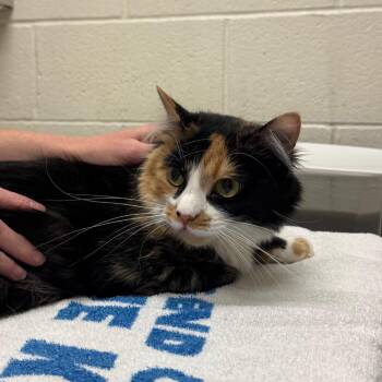 Callie -  Domestic Medium Hair Cat for Adoption in Murray, Utah - Callie | PetCurious