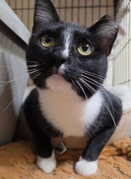 Princess Donut -  Domestic Short Hair Cat for Adoption in West Lafayette, Indiana - Princess Donut | PetCurious