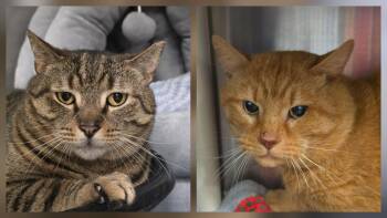 Domestic Short Hair Cats Available for Adoption in Lindenhurst, New York - 6-214 Benny & 6-215 Jiggy | PetCurious