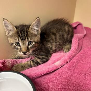 Daisy -  Domestic Short Hair Cat for Adoption in Port Richey, Florida - Daisy | PetCurious