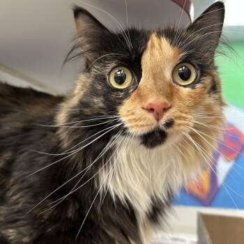 Freya -  Domestic Short Hair and Mixed Breed Cat for Adoption in Cheyenne, Wyoming - Freya | PetCurious