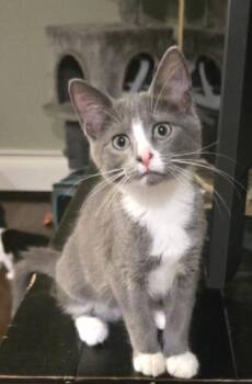 Ralf -  Domestic Short Hair Cat for Adoption in Webster, Massachusetts - Ralf | PetCurious