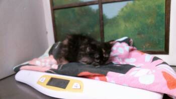 MOCHA -  Domestic Long Hair and Domestic Short Hair Cat for Adoption in Houston, Texas - MOCHA | PetCurious