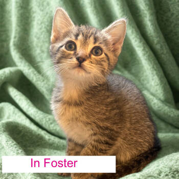 Rescue Domestic Short Hair Cats for Adoption in Chapel Hill, North Carolina - Wooly | PetCurious