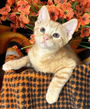 4/22/26 Clyde -  Domestic Short Hair Cat for Adoption in Stillwater, Oklahoma - 4/22/26 Clyde | PetCurious