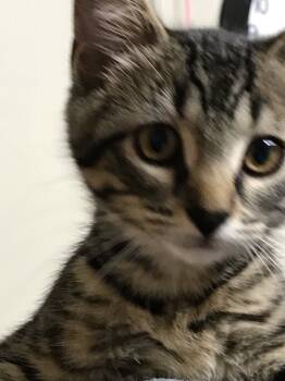 Rescue Domestic Short Hair Cats for Adoption in Grand Rapids, Minnesota - Willow | PetCurious