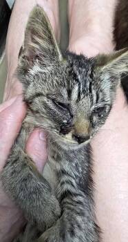 Julian -  American Bobtail and Tabby Cat for Adoption in Magnolia Springs, Alabama - Julian | PetCurious