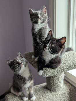 Rescue Domestic Short Hair Cats for Adoption in Courtenay, British Columbia - Watson | PetCurious