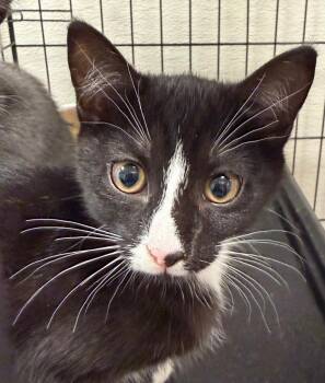 Vogue -  Domestic Short Hair Cat for Adoption - Vogue | PetCurious
