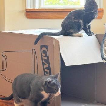 Holly and Ives (bonded pair, reduced adoption fee) -  Domestic Short Hair Cat for Adoption in Melrose, Massachusetts - Holly And Ives (bonded Pair, Reduced Adoption Fee) | PetCurious