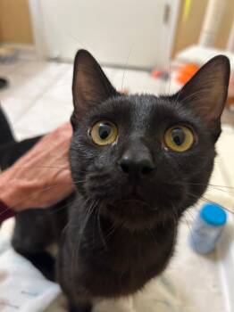 Rescue Domestic Short Hair Cats for Adoption in Mokena, Illinois - Figment | PetCurious