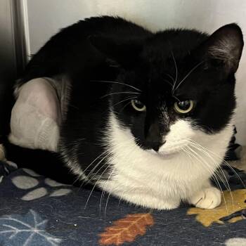 Domestic Short Hair Cats Available for Adoption - Chet | PetCurious