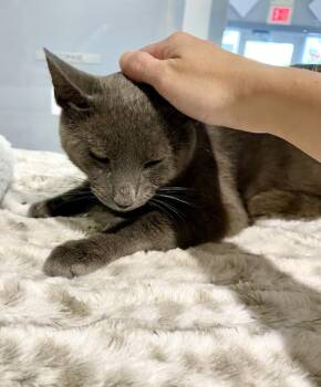 Rescue Domestic Short Hair Cats for Adoption in Lafayette Township, New Jersey - Clover | PetCurious