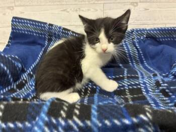 A610789 -  Domestic Short Hair Cat for Adoption in Modesto, California - A610789 | PetCurious