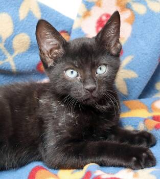Circe -  Domestic Short Hair Cat for Adoption in Tierra Verde, Florida - Circe | PetCurious