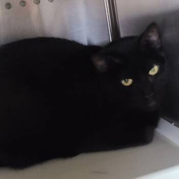 Rescue Domestic Short Hair Cats for Adoption in Denver, Colorado - Stella Houston | PetCurious