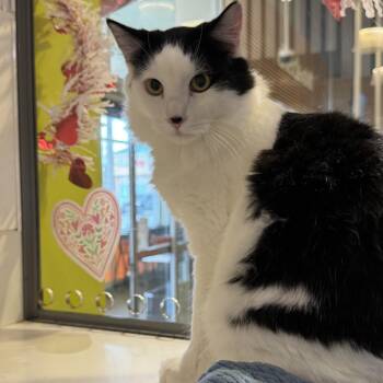 Domestic Medium Hair Cats Available for Adoption - Seaweed | PetCurious