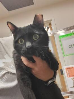 Domestic Short Hair Cats Available for Adoption in Albuquerque, New Mexico - NEDINE | PetCurious