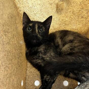 SVAS-Stray-39062 -  Domestic Short Hair Cat for Adoption in Lyndhurst, Virginia - SVAS-Stray-39062 | PetCurious