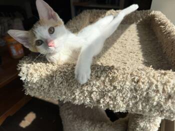 Magpie W -  Domestic Short Hair and Tabby Cat for Adoption in Rosenberg, Texas - Magpie W | PetCurious