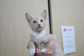 Peach -  Domestic Short Hair Cat for Adoption in Brunswick, Georgia - Peach | PetCurious