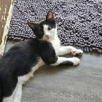 Maggie -  Domestic Short Hair Cat for Adoption in Lakewood, California - Maggie | PetCurious