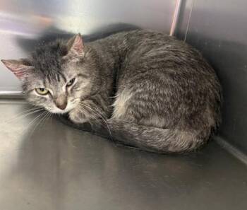 Cleo -  Domestic Short Hair Cat for Adoption in Sioux City, Iowa - Cleo | PetCurious