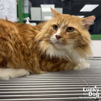 Domestic Long Hair Cats Available for Adoption - Handsome | PetCurious