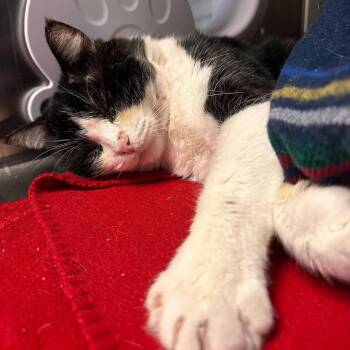 Domestic Short Hair Cats Available for Adoption in Los Angeles, California - Jumbotron | PetCurious