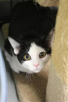 Blackberry -  Domestic Short Hair Cat for Adoption in Muskegon, Michigan - Blackberry | PetCurious