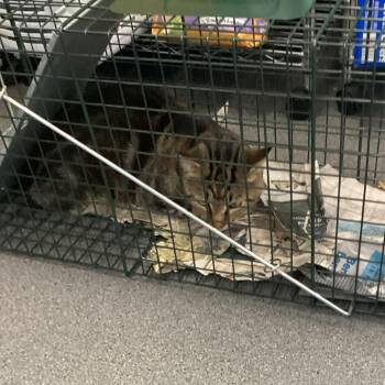 Octavio -  Domestic Short Hair Cat for Adoption in Montgomery, Alabama - Octavio | PetCurious
