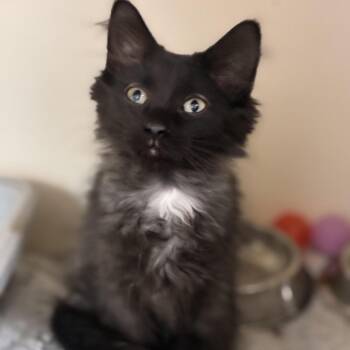 Thumper -  Domestic Medium Hair Cat for Adoption in South Elgin, Illinois - Thumper | PetCurious