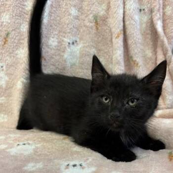 Cole -  Domestic Short Hair Cat for Adoption in Long Beach, California - Cole | PetCurious