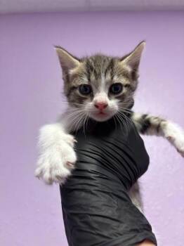 61586120 -  Domestic Short Hair Cat for Adoption in El Paso, Texas - 61586120 | PetCurious