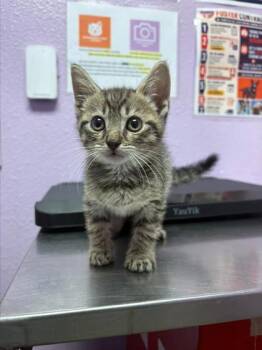 61605616 -  Domestic Short Hair Cat for Adoption in El Paso, Texas - 61605616 | PetCurious
