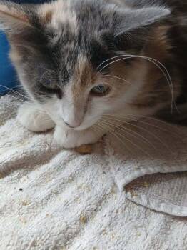 Domestic Medium Hair Cats Available for Adoption in Thatcher, Arizona - Lyra | PetCurious