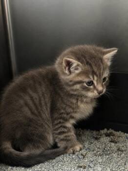Johni -  Domestic Short Hair Cat for Adoption in Saint Clairsville, Ohio - Johni | PetCurious