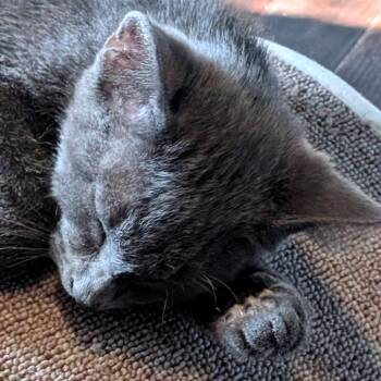 Cloudy with a Chance of Meatballs C11976 -  Domestic Short Hair Cat for Adoption - Cloudy With A Chance Of Meatballs C11976 | PetCurious