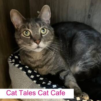 Storm -  Domestic Short Hair Cat for Adoption in Chapel Hill, North Carolina - Storm | PetCurious