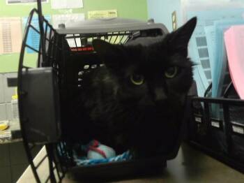 Domestic Medium Hair and Domestic Short Hair Cats Available for Adoption - HOBI | PetCurious