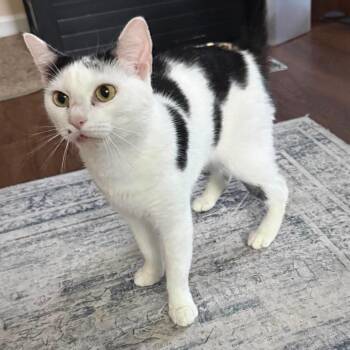 Cindy Clawford -  Domestic Short Hair Cat for Adoption in Brevard, North Carolina - Cindy Clawford | PetCurious