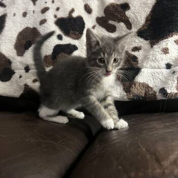 Edgar -  Domestic Short Hair Cat for Adoption - Edgar | PetCurious