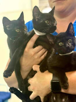 Rescue Domestic Short Hair Cats for Adoption in Milton, Georgia - Bing | PetCurious