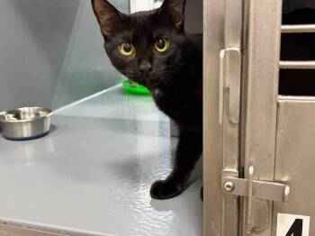 Matcha -  Domestic Short Hair Cat for Adoption in St. Cloud, Florida - Matcha | PetCurious