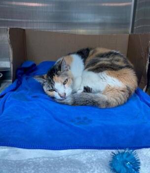 Rescue Domestic Short Hair Cats for Adoption in Fort Lauderdale, Florida - EDITH | PetCurious