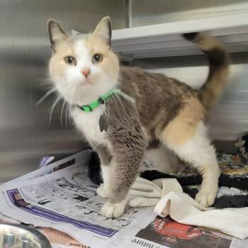 Domestic Short Hair Cats Available for Adoption - IMOGEN | PetCurious