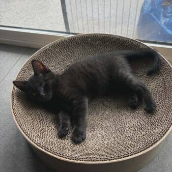 Isabella -  Domestic Short Hair Cat for Adoption in Abbotsford, British Columbia - Isabella | PetCurious