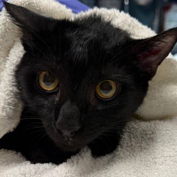 Touch Grass -  Domestic Short Hair Cat for Adoption in Providence, Rhode Island - Touch Grass | PetCurious